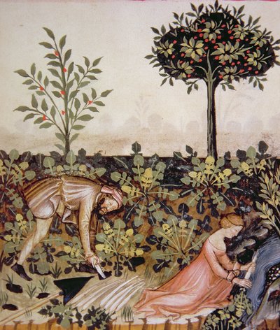 Nova 2644 fol.52r Raccolta di rafano, dal Tacuinum Sanitatis Codex Vindobonensis da Italian School
