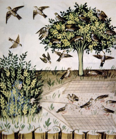 Nova 2644 fol.69r Tortore, illustrazione dal Tacuinum Sanitatis Codex Vindobonensis da Italian School