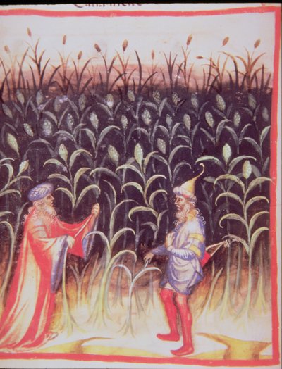 Coltivazione della canna da zucchero, dal Tacuinum Sanitatis da Italian School