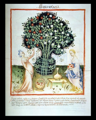 Acqua di rose, dal Tacuinum Sanitatis Codex Vindobonensis da Italian School