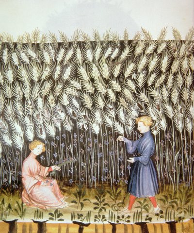 Raccolta di grano, dal Tacuinum Sanitatis da Italian School