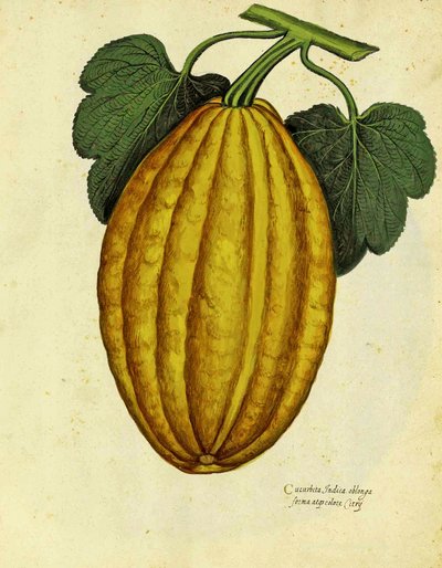 Zucca oblunga di Ulisse Aldrovandi da Italian School