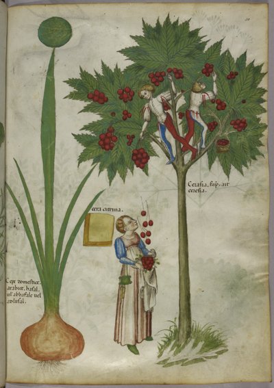 Cipolla e ciliegio, 1440 circa (inchiostro e colore su pergamena) da Italian School