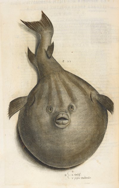Orbis. Pesci Palombo, illustrazione da 