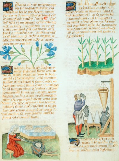Pagina dal Tractatus de Herbis di Dioscoride Pedanio da Italian School
