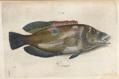 Papagallo (Nematistius pectoralis), illustrazione da 
