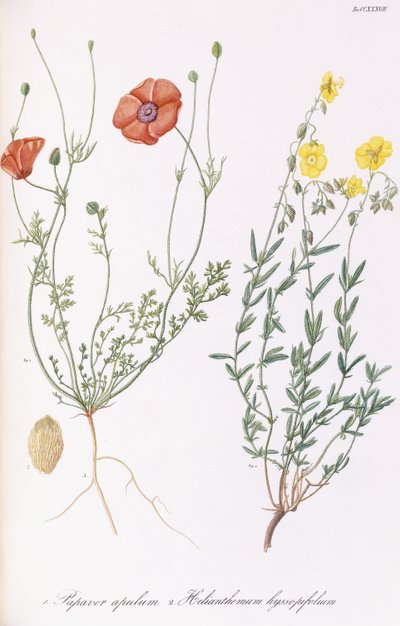 Papaver apulum e Helianthemum hyssopifolium, 1811-1838 da Italian School