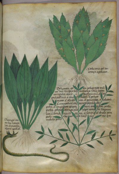 Piante con grandi foglie larghe. Un serpente, 1440 circa (inchiostro e colore su pergamena) da Italian School