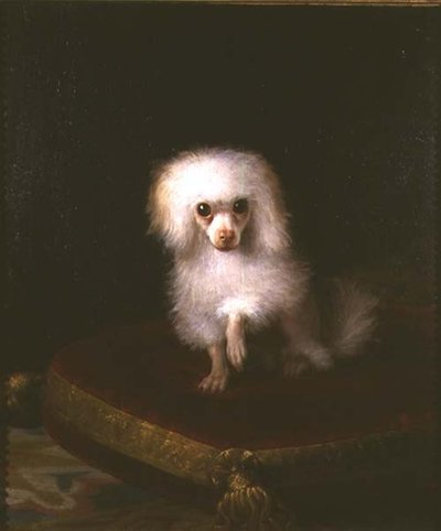 Barboncino su un cuscino da Italian School