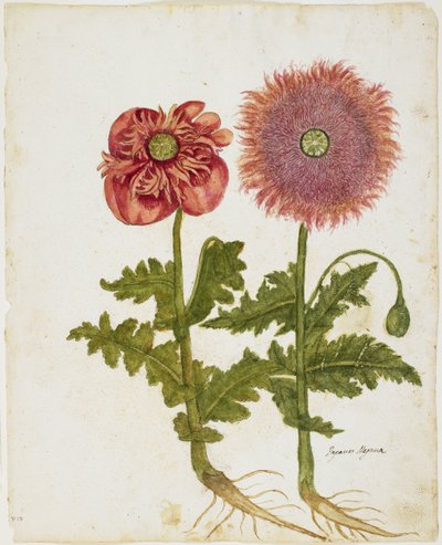 Papaver spp. da Italian School