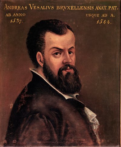 Ritratto di Andrea Vesalio (Andreas Vesalius) (1514-1564), anatomista e medico di Carlo V dipinto anonimo della scuola italiana. XVI secolo Padova, Università da Italian School