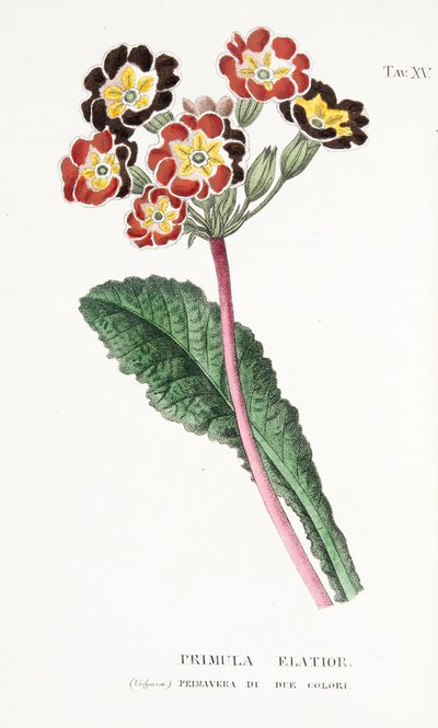 Primula Elatior, Tavola XV, da L