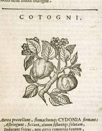 Cotogno (Cydonia oblonga), incisione di Castore Durante da Italian School