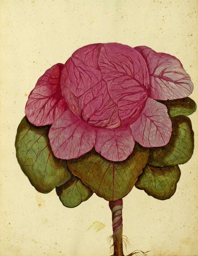 Cavolo di Verona di Ulisse Aldrovandi da Italian School
