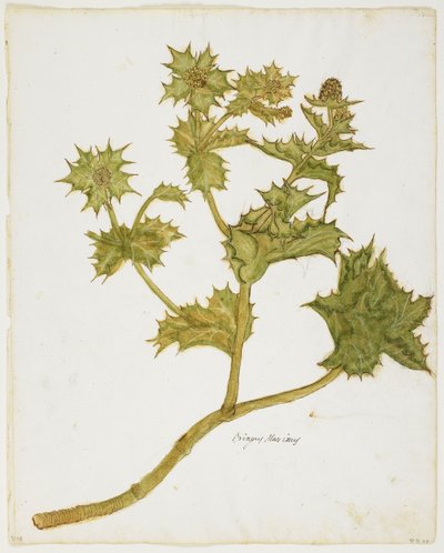 Eryngium maritimum da Italian School