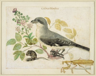 Averla e una mantide religiosa (per il Museo della Carta di Cassiano dal Pozzo) da Italian School
