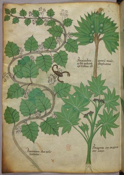 Illustrazione botanica, c.1440 da Italian School