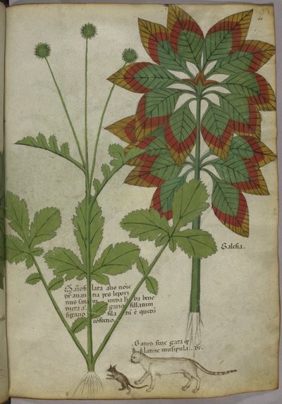 Piante, da Erbario, c.1440 da Italian School