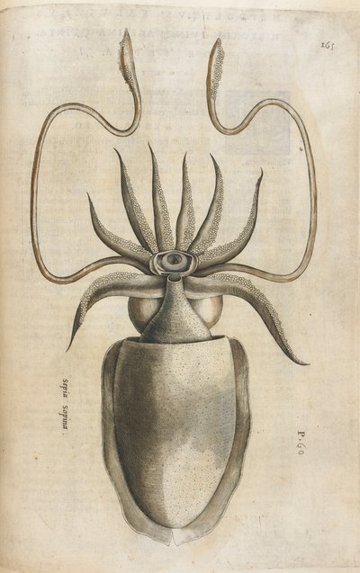 Calamaro, illustrazione da 