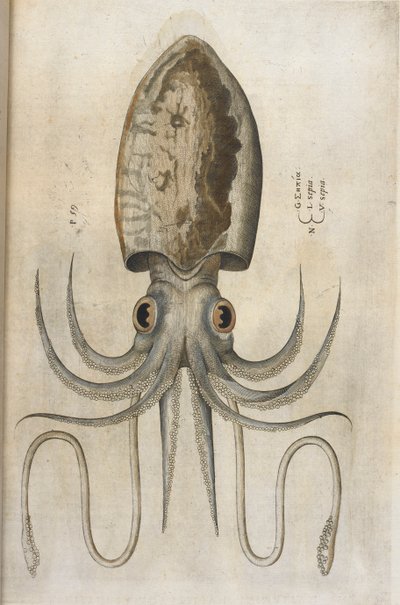 Calamaro, illustrazione da 