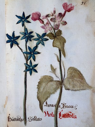 Giacinto stellato e Viola rubella var latifolia da 