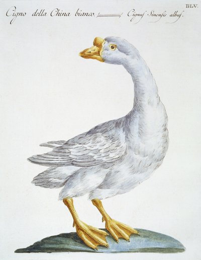 Cigno da Italian School