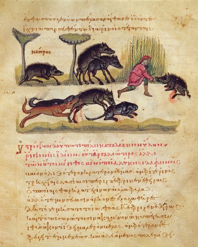 Trattato sul cinghiale: vita, accoppiamento, caccia, illustrazione dal Cynegetica di Oppiano da Italian School