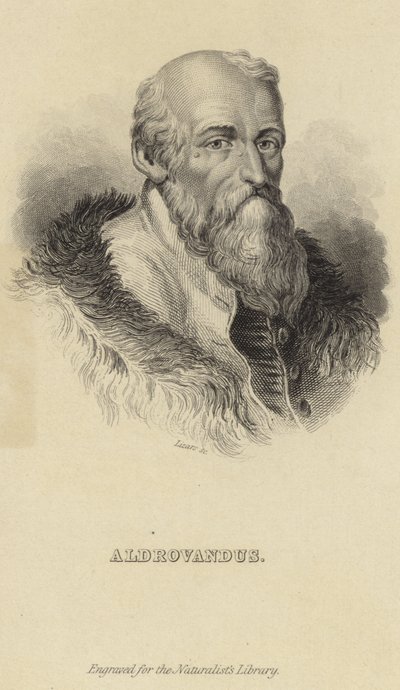 Ulisse Aldrovandi da Italian School
