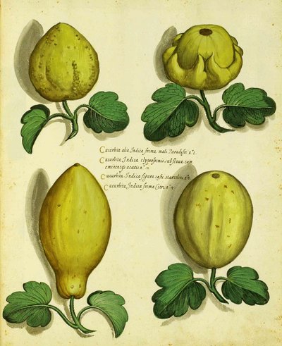 Varietà di zucca antica di Ulisse Aldrovandi da Italian School