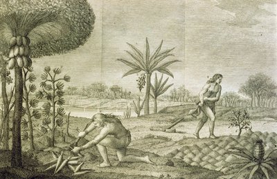 Varie colture vegetali degli indiani delle bacini dell
