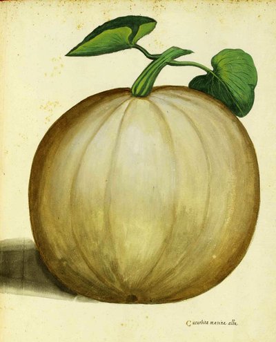 Zucca bianca di Ulisse Aldrovandi da Italian School