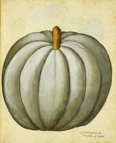 Zucca bianca di Ulisse Aldrovandi da Italian School