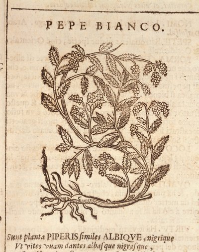 Pepe bianco dalla pianta del pepe nero (Piper nigrum), incisione di Castore Durante da Italian School