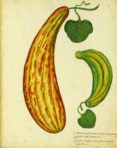 Cetriolo armeno giallo di Ulisse Aldrovandi da Italian School