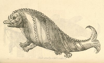 illustrazione di Aper Marinus Cetaceus dalla Storia dei Mostri di Aldrovandi, 1642 da Italian School