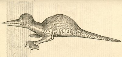 illustrazione di Draco marinus monophthalmos bipes dalla Storia dei Mostri di Aldrovandi, 1642 da Italian School