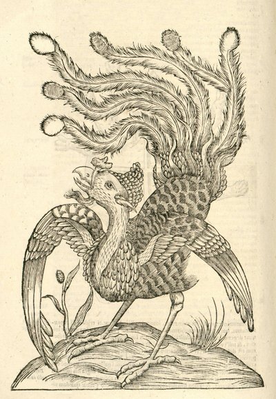 illustrazione di Gallus Indicus auritus tridactylus dalla Storia dei Mostri di Aldrovandi, 1642 da Italian School