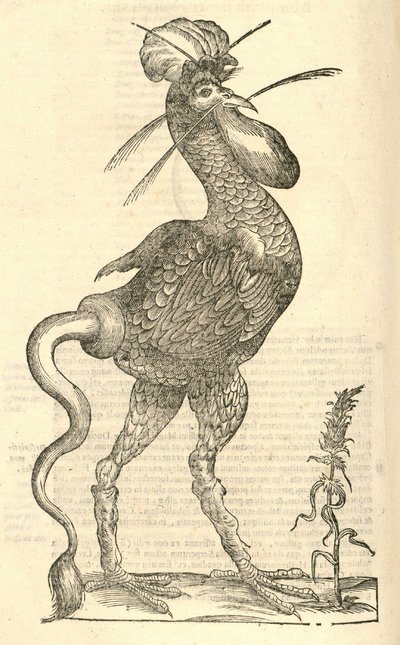 illustrazione di Gallus monstrosus dalla Storia dei Mostri di Aldrovandi, 1642 da Italian School