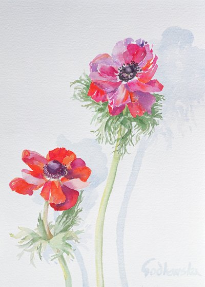 Anemone da Izabella Godlewska de Aranda