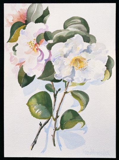 Camelia da Izabella Godlewska de Aranda