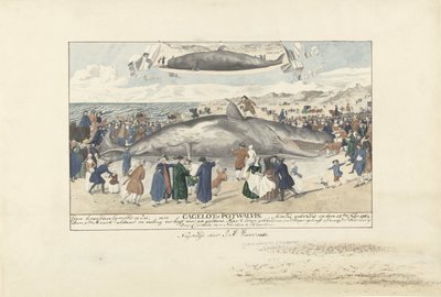Capodoglio arenato a Egmond aan Zee, 1764 da J.A. Visser
