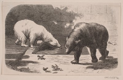 Orsi nel Jardin des Plantes da J.C. Nielsen