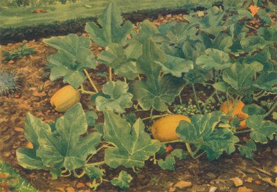 Zucche, 1947 da JE Sowerby