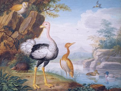 Uccelli esotici e un gufo sulle rive di un fiume da J.F. Hefele