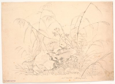 Studio di piante. Giunchi e romici da J.P. Møller