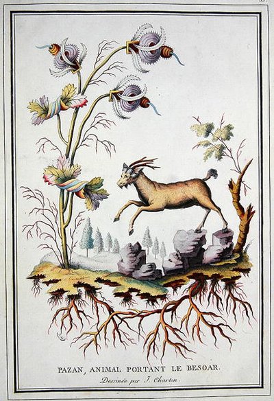 Un Pazan, capra di montagna selvatica che porta nello stomaco un bezoar da J. (after) Charton