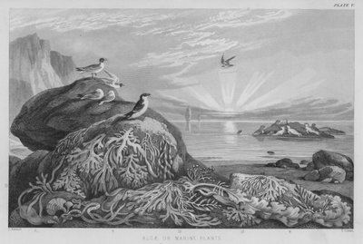 Alghe o Piante Marine da J. (after) Stewart