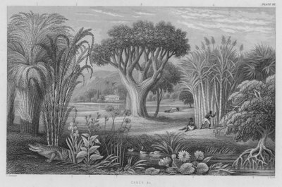 Canne ecc. da J. (after) Stewart