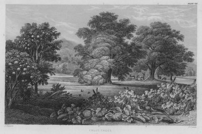 Alberi da frutto da J. (after) Stewart