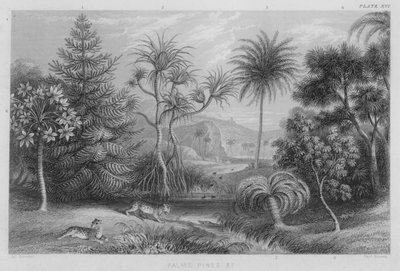 Palme, Pini ecc. da J. (after) Stewart